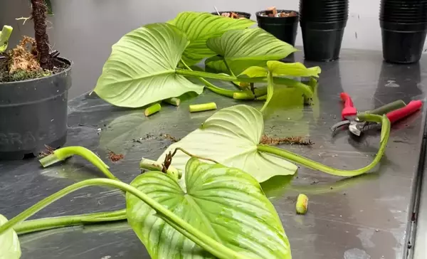 propagation of philodendron mamei and silver cloud
