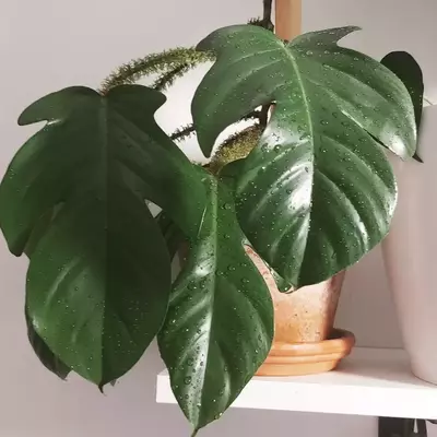 humidity need of philodendron squamiferum