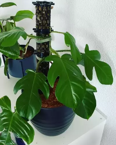 is philodendron squamiferum a climber
