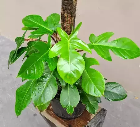 pruning of philodendron squamiferum