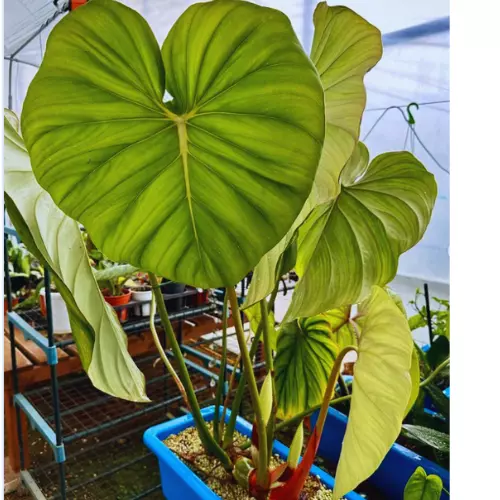Is Philodendron Pastazanum a crawler or climber?