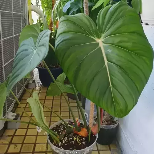 Philodendron Pastazanum | Crawling Philodendron 