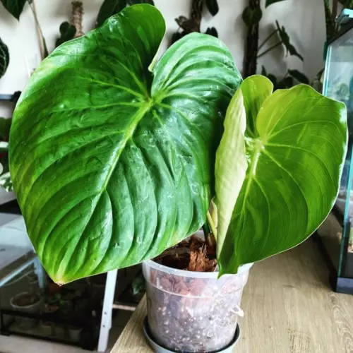 How do you take care of Philodendron Pastazanum?