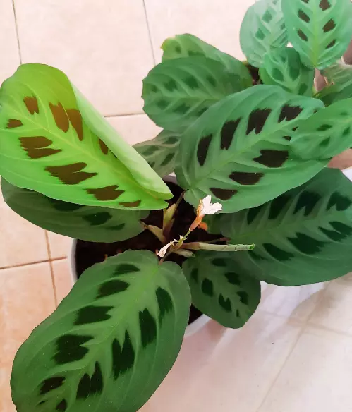 maranta leuconeura kerchoveana care 