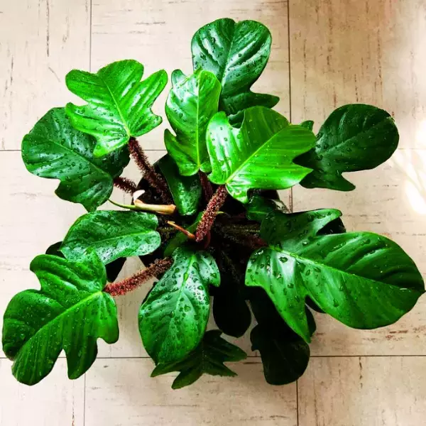 Philodendron Squamiferum Care 