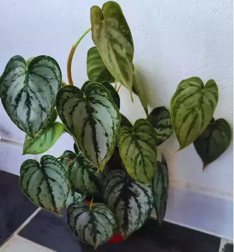 How do you care for a Philodendron Brandtianum?