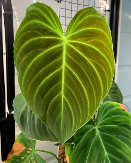How do you care for a Philodendron Splendid?