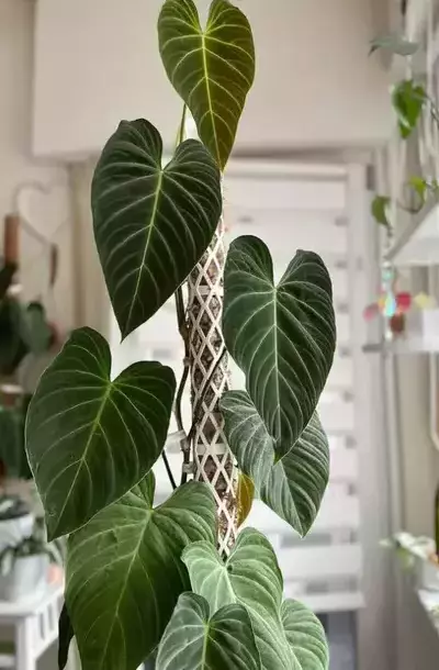 Is Philodendron Splendid a climber or crawler?