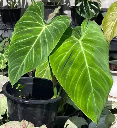  philodendron splendid light need