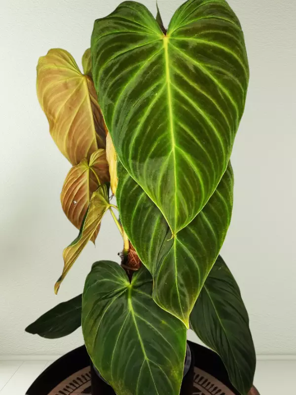 Philodendron Splendid Plant Care