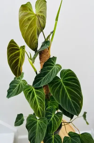 pruning of philodendron splendid