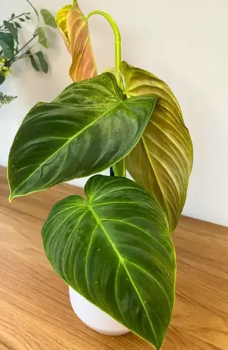 repotting of philodendron splendid