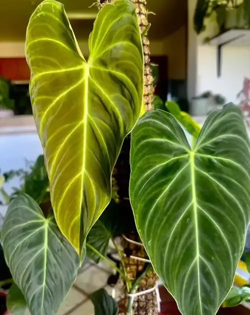 What is Philodendron Splendid?