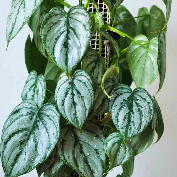 Philodendron Brandtianum