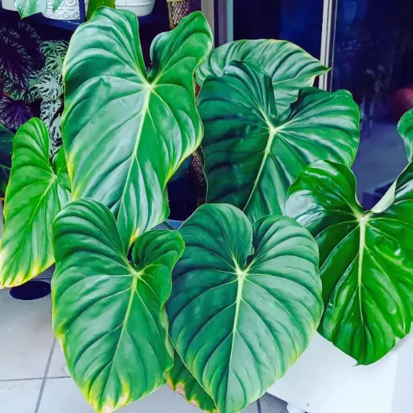 Philodendron Pastazanum Care Guide