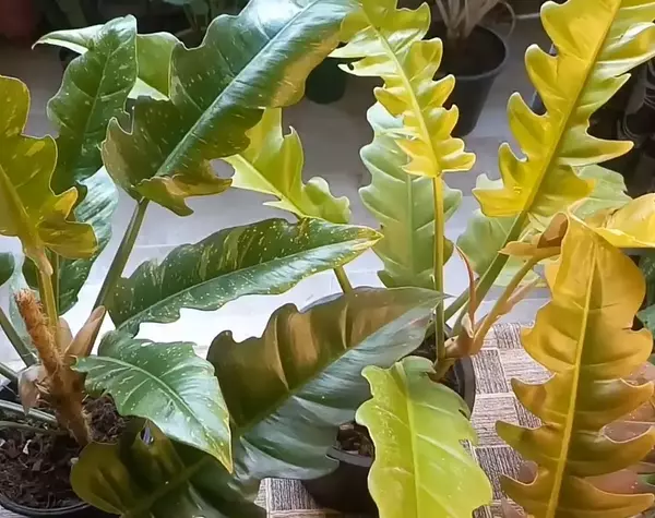 how do you care for a philodendron ring of fire