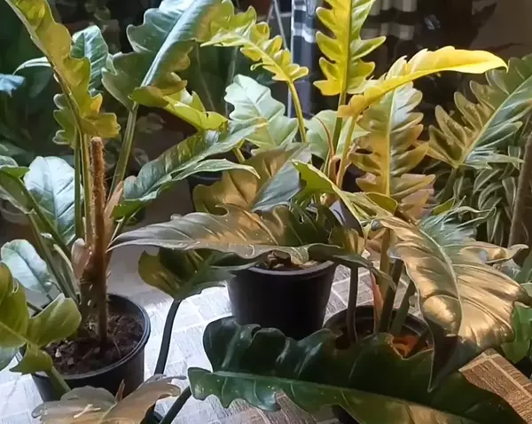 humidity for philodendron ring of fire