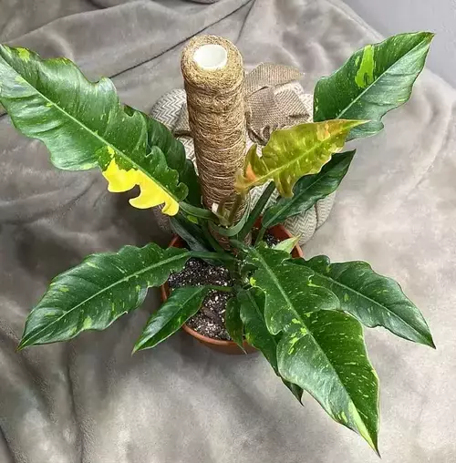 is philodendron ring of fire climber