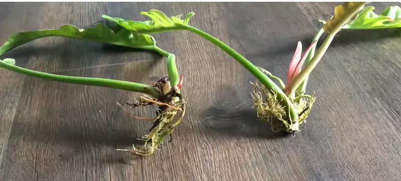 rooting of ring of fire cutting in water