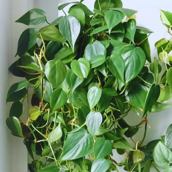 Philodendron Scandens-