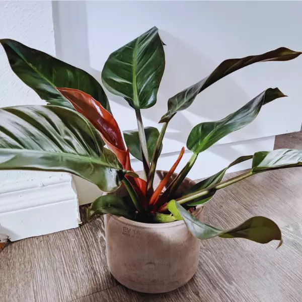 How Do You Care for an Imperial Red Philodendron