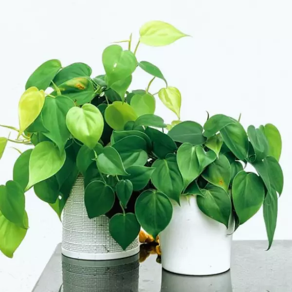 how do you take care of a philodendron scandens