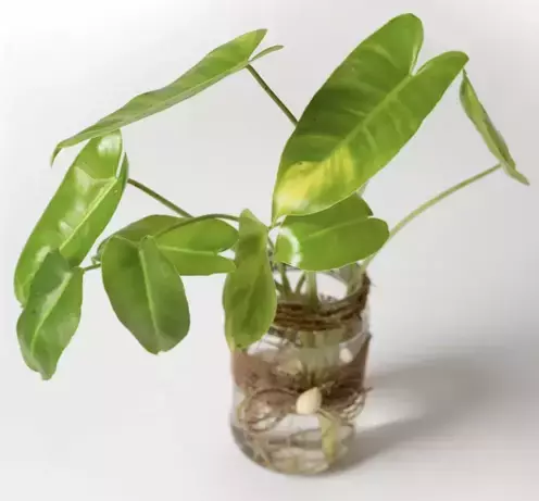 philodendron burle marx propagation in water