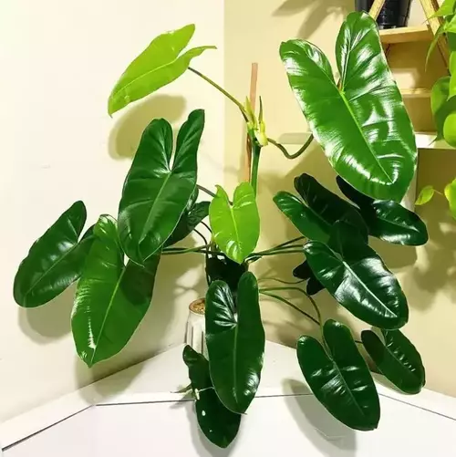 Philodendron imbe ‘Burle Marx’