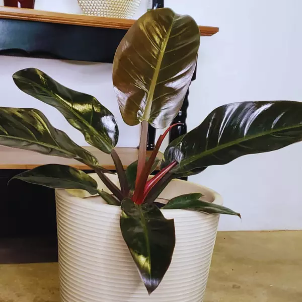 Philodendron Imperial Red