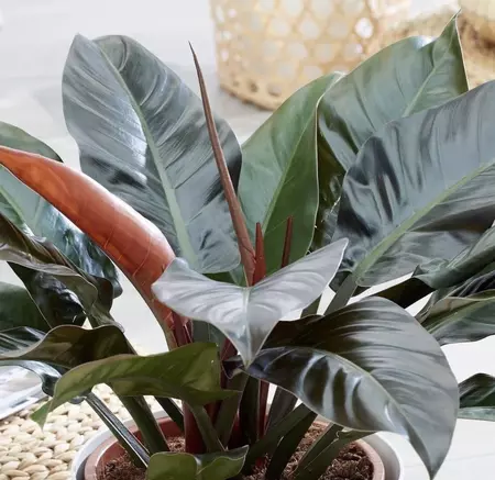 Philodendron Imperial Red