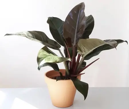 philodendron imperial red potting 