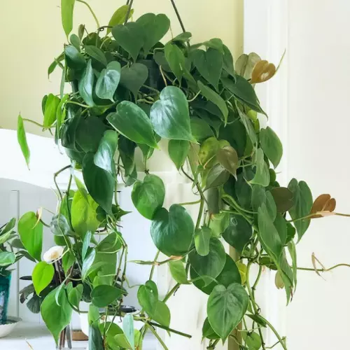 philodendron sweartheart plant care