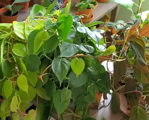 pruning and maintenance of philodendron scandens