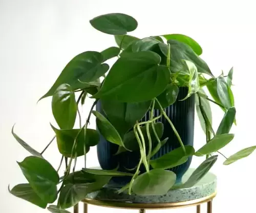 repotting heartleaf philodendron