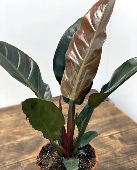 Repotting Philodendron Imperial Red